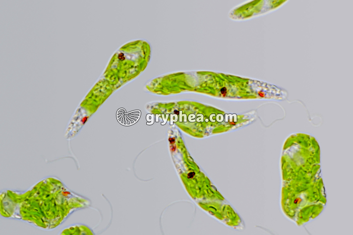 Euglènes (Euglena viridis) in vivo x200 - gryphea.org